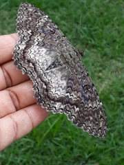 Lepidoptera