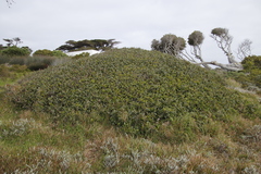 Sideroxylon inerme inerme