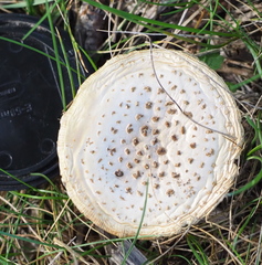 Amanita echinocephala