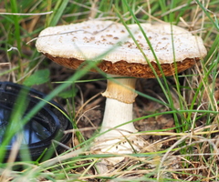 Amanita echinocephala