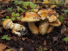 Cortinarius triumphans
