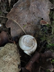 Helicodonta angigyra