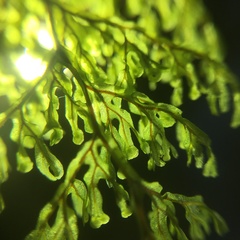 Hymenophyllum punctisorum
