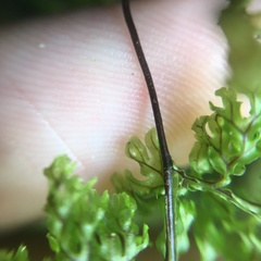 Hymenophyllum punctisorum
