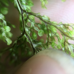 Hymenophyllum punctisorum
