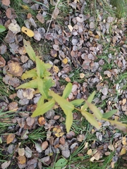 Hieracium umbellatum