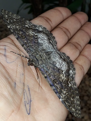 Lepidoptera