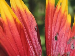 Aeolothrips