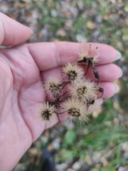 Hieracium umbellatum