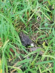 Anaxyrus americanus