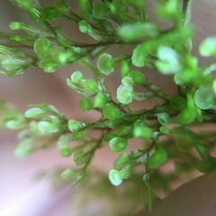 Hymenophyllum punctisorum