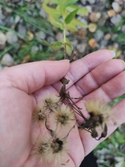 Hieracium umbellatum