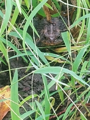 Anaxyrus americanus