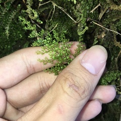 Hymenophyllum punctisorum