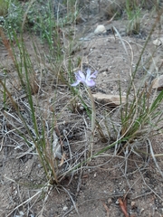 Moraea setifolia