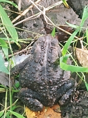 Anaxyrus americanus