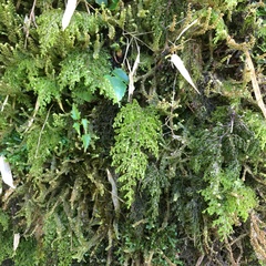 Hymenophyllum punctisorum