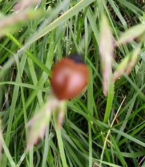 Aegithus clavicornis