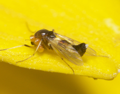 Cricotopus bicinctus