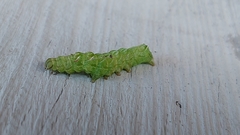 Abrostola tripartita