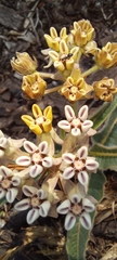 Asclepias meliodora