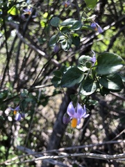 Solanum alphonsei