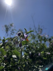 Solanum alphonsei
