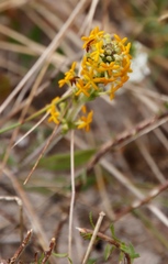 Manulea tomentosa