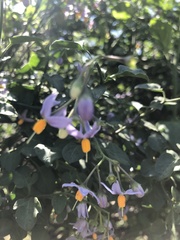 Solanum alphonsei