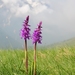 Eastern Early-purple Orchid - Photo (c) Apollonio Tottoli, some rights reserved (CC BY-NC-ND)