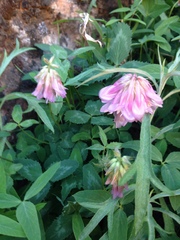 Trifolium kingii