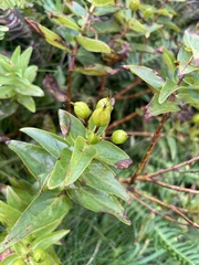 Hypericum foliosum