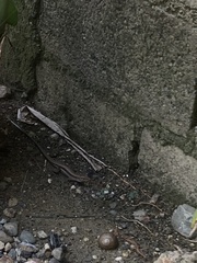 Pholidoscelis chrysolaemus