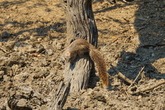 Heliosciurus mutabilis