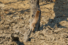 Heliosciurus mutabilis