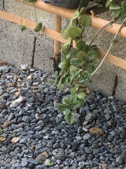 Pholidoscelis chrysolaemus