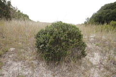 Phylica callosa