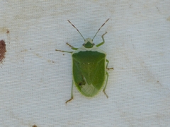 Nezara viridula