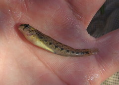 Etheostoma planasaxatile