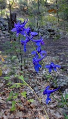 Delphinium scopulorum