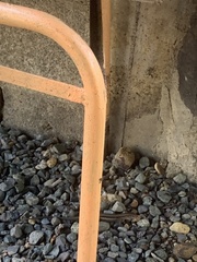 Pholidoscelis chrysolaemus