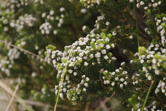 Phylica callosa