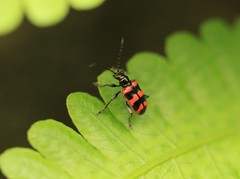Neolema fasciata