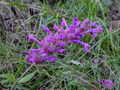 Agastache pallidiflora