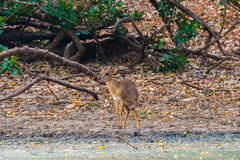 Nesotragus moschatus