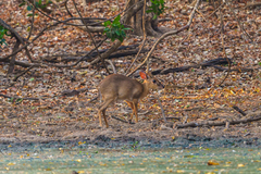 Nesotragus moschatus