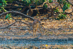 Nesotragus moschatus