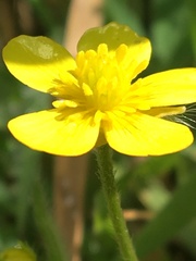 Ranunculus multifidus