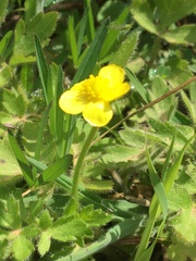 Ranunculus multifidus