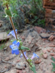 Penstemon humilis obtusifolius